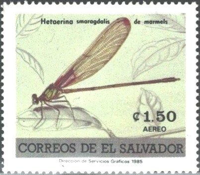 (Hetaerina smaragdalis)