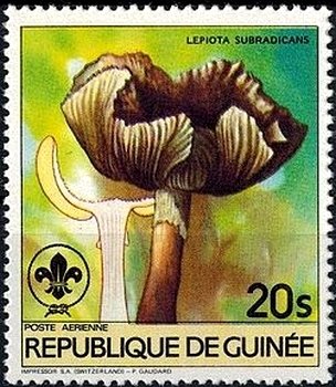 Lepiota subradicans