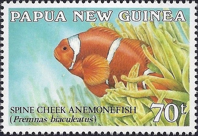 Spine-cheeked Anemonefish (Premnas biaculeatus)