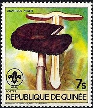 Agaricus niger