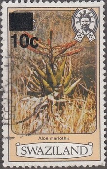 Aloe marlothii