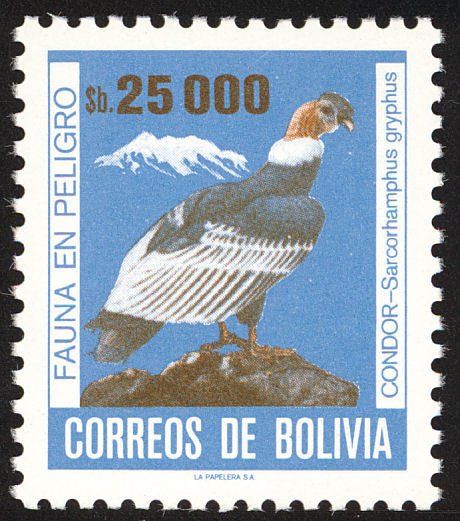 Condor (Vultur gryphus)