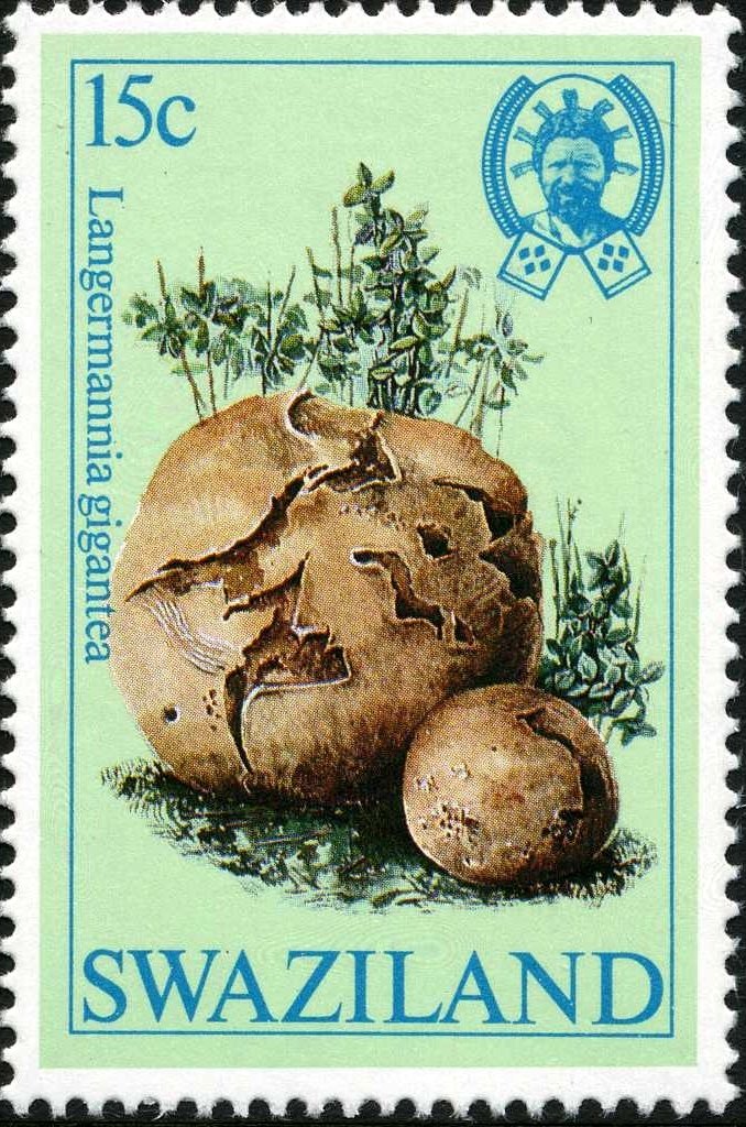 Langermannia gigantea