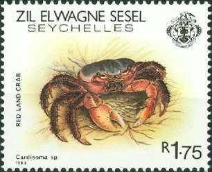 Red Land Crab (Cardisoma sp.) 