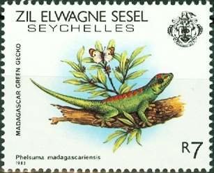 Madagascar Day Gecko (Phelsuma madagascariensis)