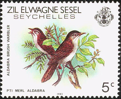 Aldabra Brush Warbler (Nesillas aldabrana)