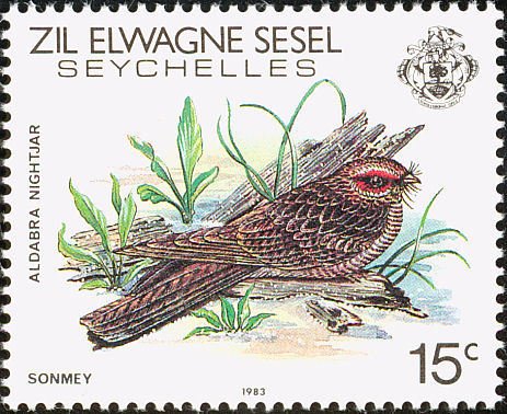 Madagascan Nightjar (Caprimulgus madagascariensis)