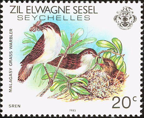 Madagascan Cisticola (Cisticola cherina)