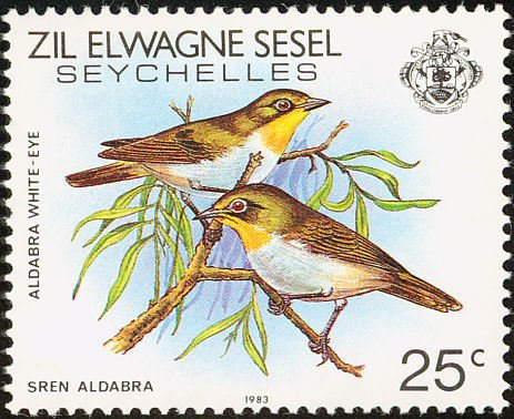 Malagasy White-eye (Zosterops maderaspatanus)