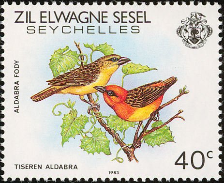 Aldabra Fody (Foudia eminentissima aldabrana)
