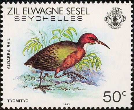 White-throated Rail (Dryolimnas cuvieri)
