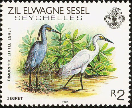 Dimorphic Egret (Egretta dimorpha)