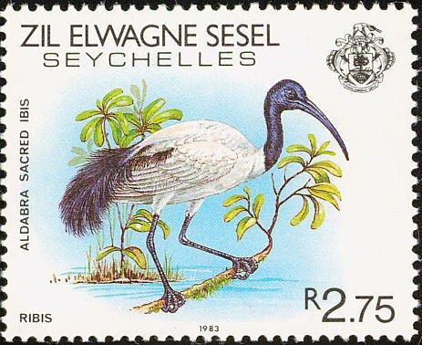 Madagascar Sacred Ibis (Threskiornis bernieri)