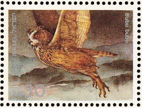 Eurasian Eagle-Owl (Bubo bubo)