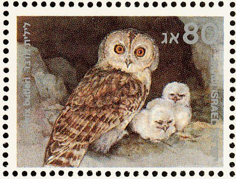Hume's Owl (Strix butleri)