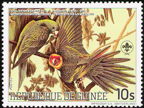 Carolina Parakeet (Conuropsis carolinensis)