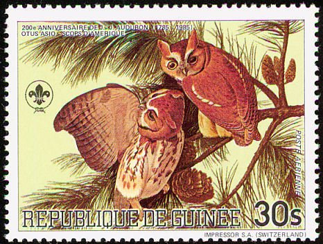 Eastern Screech Owl  (Otus asio)