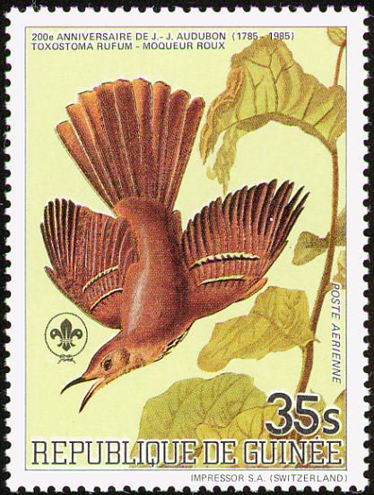 Brown Trasher (Toxostoma rufum)