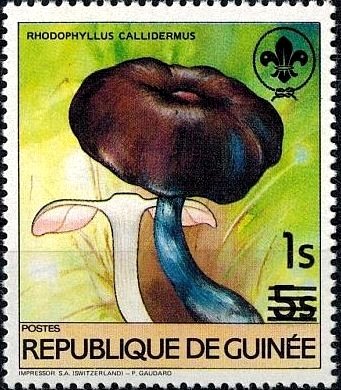 Rhodophyllus callidermus