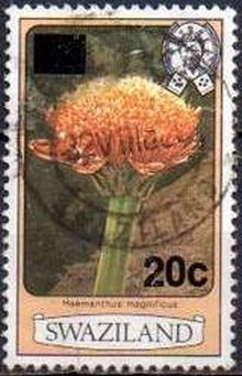 Haemanthus magificus