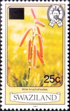 Aloe kniphofioides