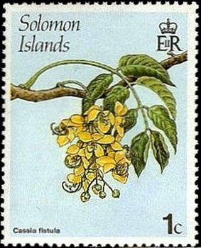 Cassia fistula