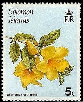 Allamanda cathartica
