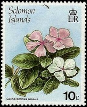 Catharanthus roseus