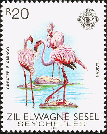 Greater Flamingo (Phoenicopterus roseus)
