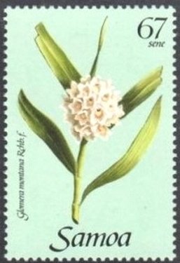 Glomera montana
