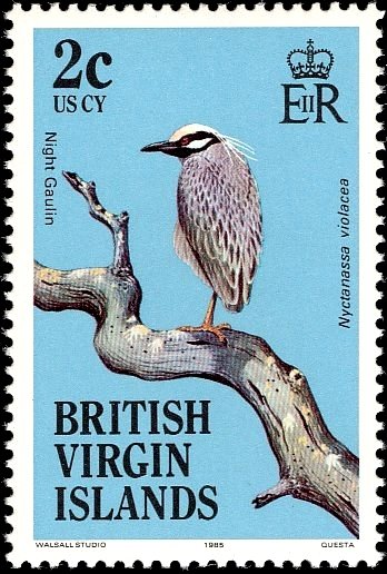 Yellow-crowned Night Heron (Nyctanassa violacea)
