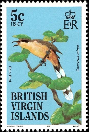 Mangrove Cuckoo (Coccyzus minor)