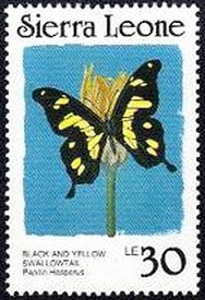 Black and Yellow Swallowtail (Papilio hesperus)