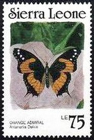 Orange Admiral (Antanartia delius)