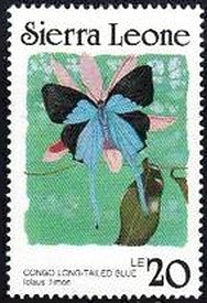 Long-tailed Sapphire (lolaus timon)