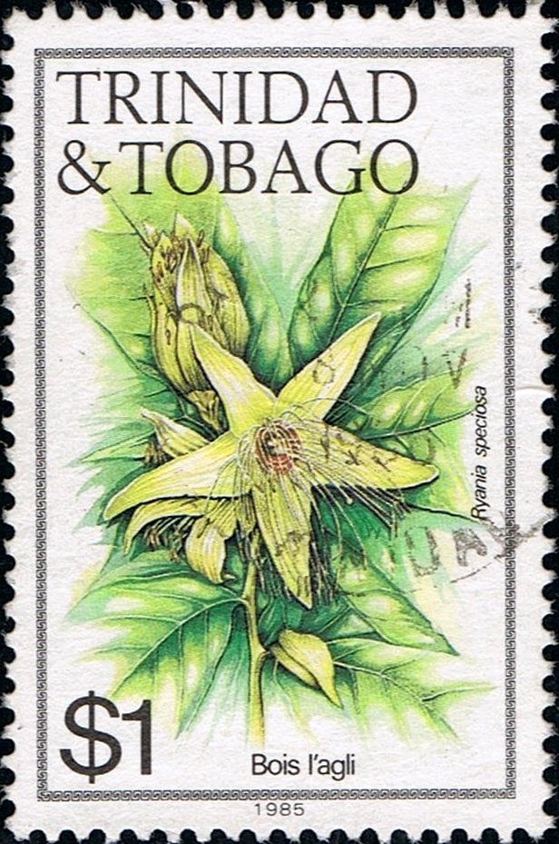 Bois l'agli (Ryania speciosa)