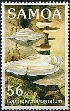 Ganoderma tornatum