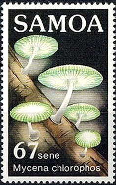 Mycena chlorophos