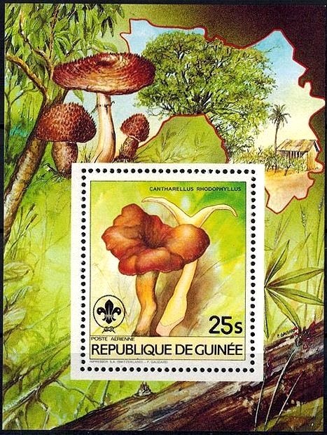 Cantharellus rhodophyllus