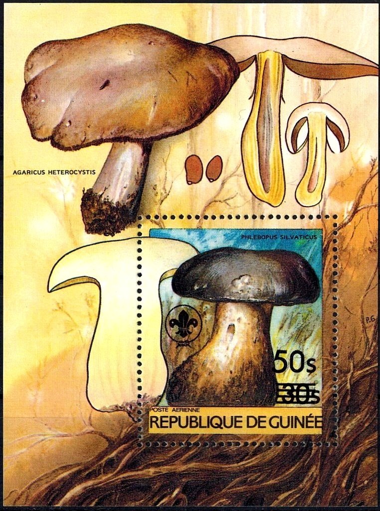 Phlebopus silvaticus