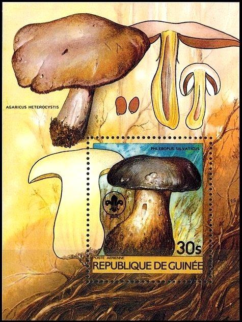 Phlebopus silvaticus