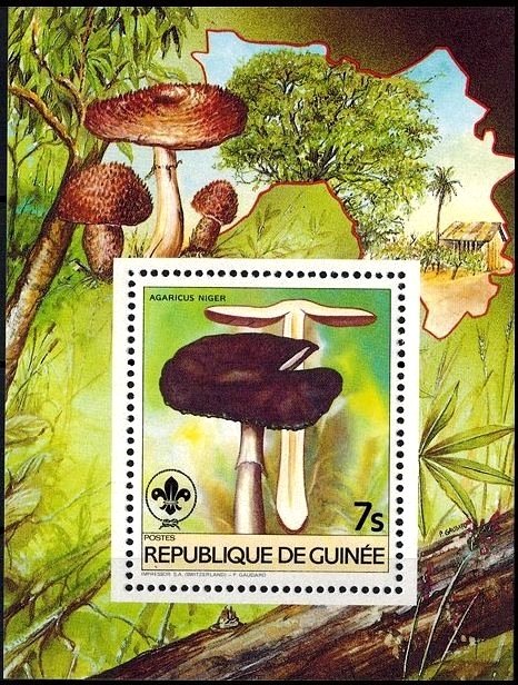 Agaricus niger