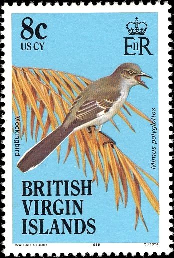 Northern Mockingbird (Mimus polyglottos)