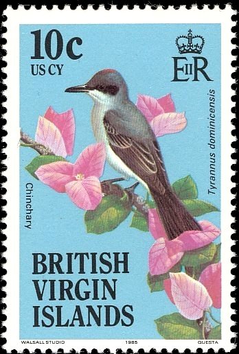 Gray Kingbird (Tyrannus dominicensis)