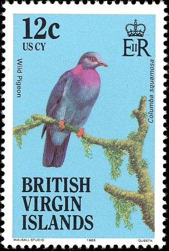 Scaly-naped Pigeon (Patagioenas squamosa)