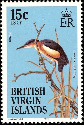 Least Bittern (lxobrychus exilis) 