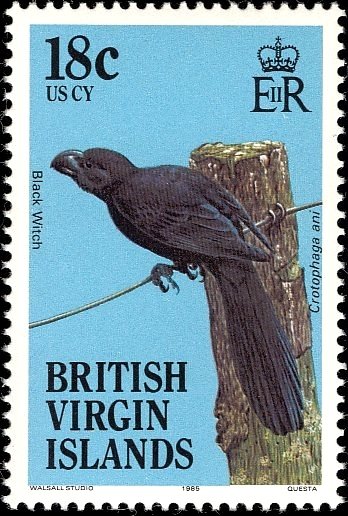 Smooth-billed Ani (Crotophaga ani)