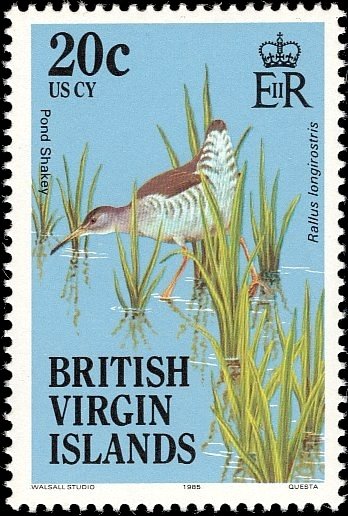 Clapper Rail (Rallus longirostris)