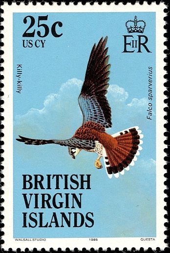 American Kestrel (Falco sparverius)