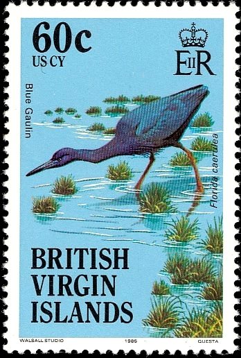 Little Blue Heron (Egretta caerulea)